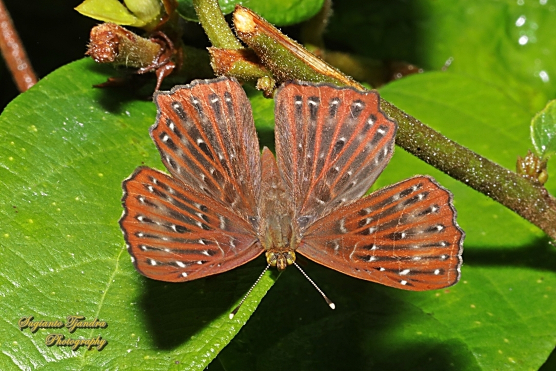The Punchinello Butterfly, Zemeros flegyas javanus, family Riodinidae  Geotagged,Indonesia,Punchinello,Spring,Zemeros flegyas