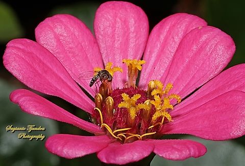 Lalat Bungkuk, Quasimodo fly, Acridophagus paganicus, family Curtonotidae (???)  Geotagged,Indonesia,Spring