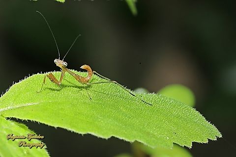 Golden-armed Mantis, Hierodula venosa-nymph  Geotagged,Golden-armed Mantis,Hierodula venosa,Indonesia,Spring