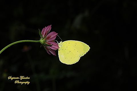Three-spot grass yellow butterfly, Eurema blanda blanda  Eurema blanda,Geotagged,Indonesia,Spring,Three-spot grass yellow