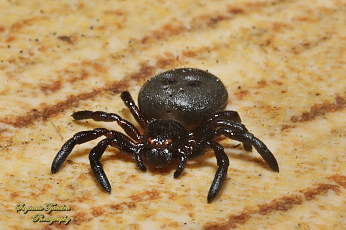 Stiphropus Ant-eating Crab Spider, Stiphropus Sp.  Geotagged,Indonesia,Spring