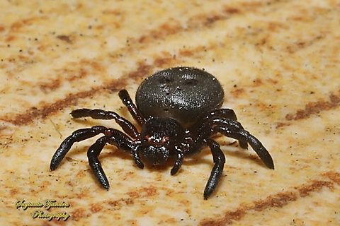 Stiphropus Ant-eating Crab Spider, Stiphropus Sp.  Geotagged,Indonesia,Spring