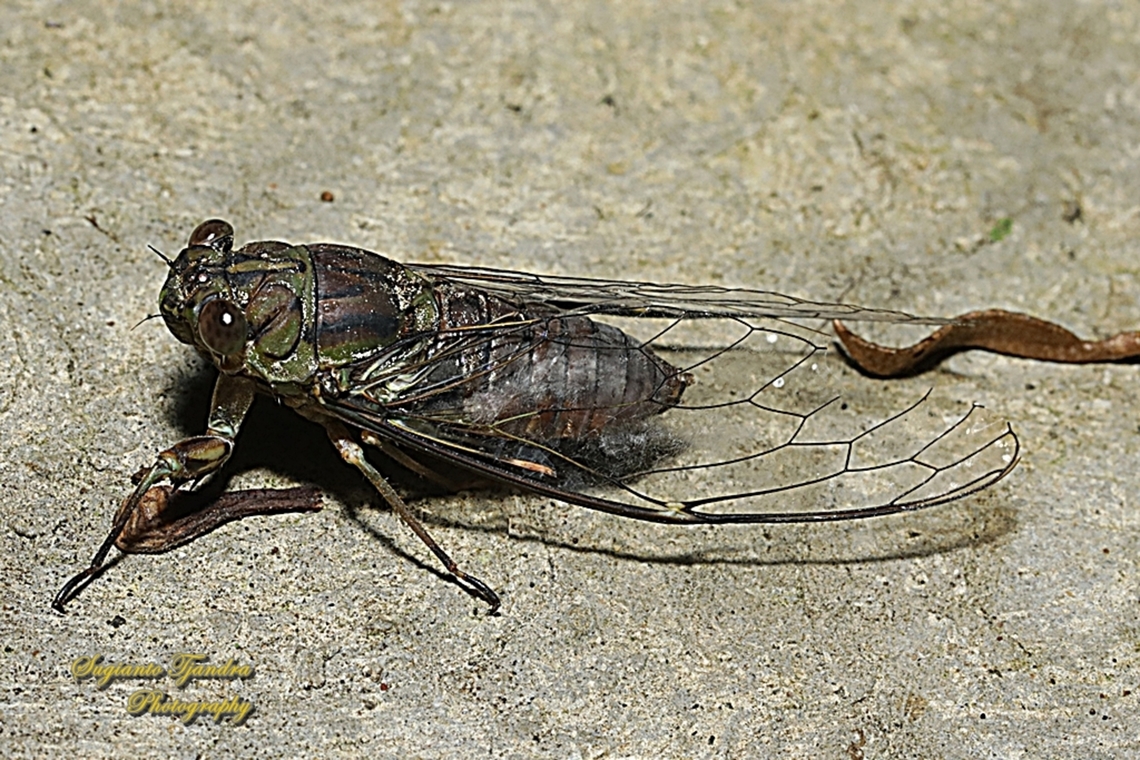 Tonggeret, Purapurana Sp., family Cicadidae  Geotagged,Indonesia,Spring