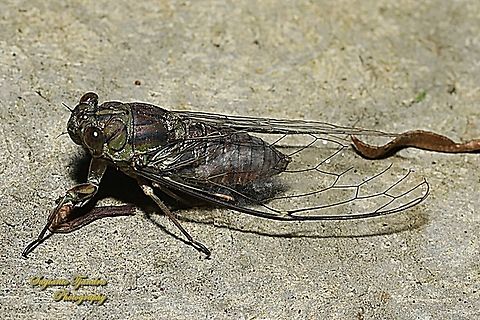 Tonggeret, Purapurana Sp., family Cicadidae  Geotagged,Indonesia,Spring