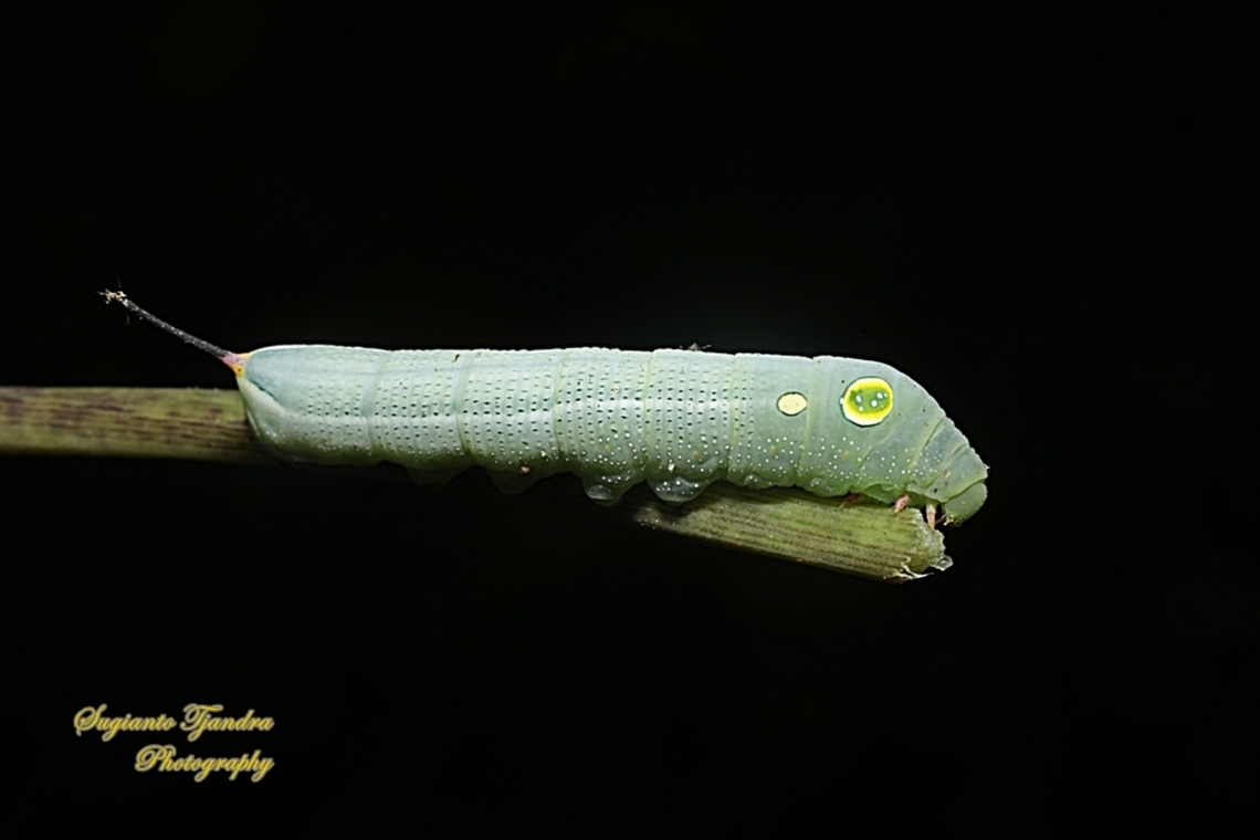Vine Hawkmoth Caterpillar, Hippotion celerio  Geotagged,Hippotion celerio,Indonesia,Silver-striped hawk-moth,Summer