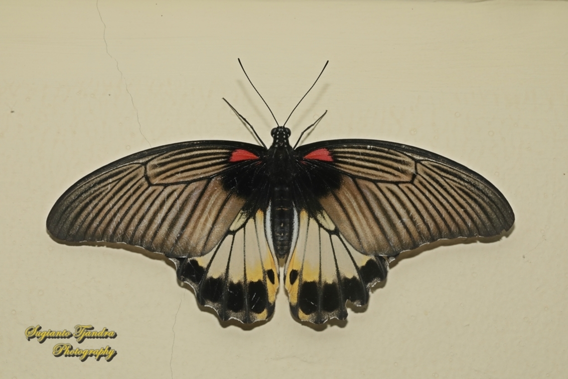 Great Mormon Butterfly, Papilio memnon memnon f. hiera  Geotagged,Great Mormon,Indonesia,Papilio memnon,Spring