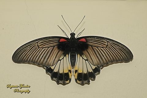 Great Mormon Butterfly, Papilio memnon memnon f. hiera  Geotagged,Great Mormon,Indonesia,Papilio memnon,Spring