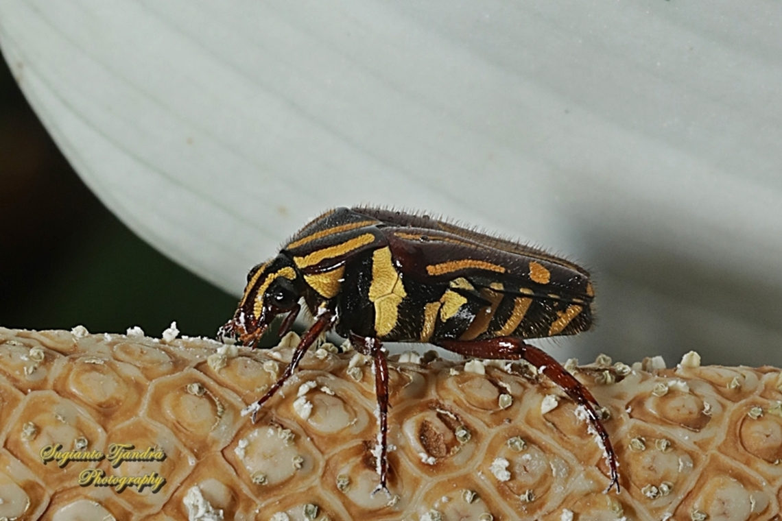 Euselates Flower Beetle, Euselates Sp.  Geotagged,Indonesia,Spring