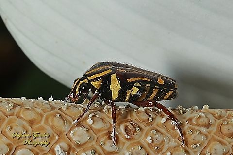 Euselates Flower Beetle, Euselates Sp.  Geotagged,Indonesia,Spring