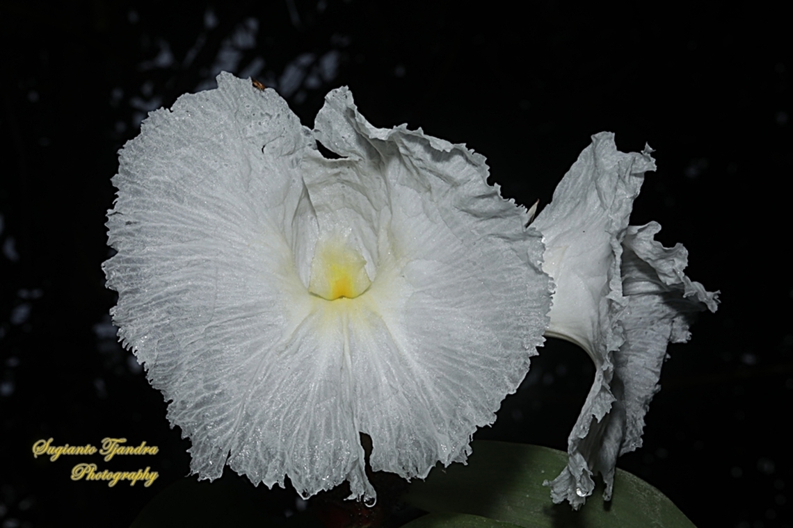 Crepe Ginger flower, Hellenia speciosa, Costaceae  Geotagged,Hellenia speciosa,Indonesia,Spring