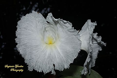 Crepe Ginger flower, Hellenia speciosa, Costaceae  Geotagged,Hellenia speciosa,Indonesia,Spring