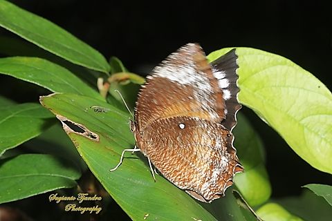 Common Palmfly, Elymnias hypermnestra hypermnestra  Common Palmfly,Elymnias hypermnestra,Geotagged,Indonesia,Spring