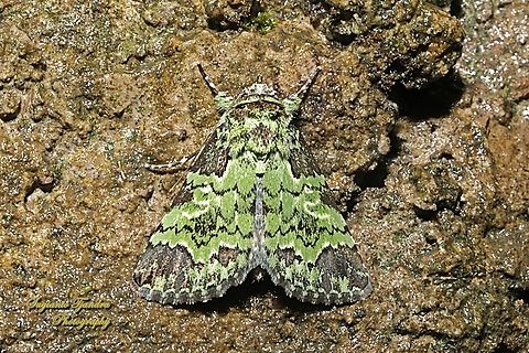 Noctuidae moth, Belciana prasina  Belciana prasina,Geotagged,Indonesia,Summer