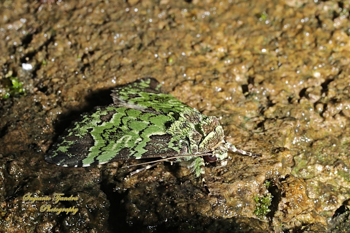 Noctuidae moth, Belciana prasina  Belciana prasina,Geotagged,Indonesia,Summer