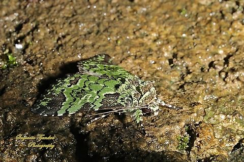 Noctuidae moth, Belciana prasina  Belciana prasina,Geotagged,Indonesia,Summer