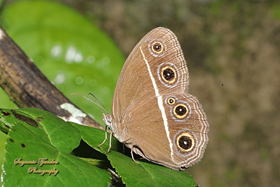 Smooth-eyed Bushbrown, Orsotriaena media cinerea  Dark grass-brown,Geotagged,Indonesia,Orsotriaena medus,Summer