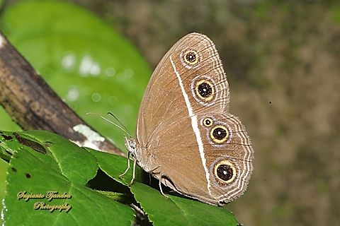 Smooth-eyed Bushbrown, Orsotriaena media cinerea  Dark grass-brown,Geotagged,Indonesia,Orsotriaena medus,Summer