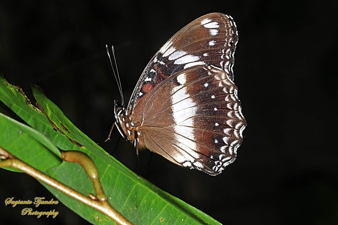 Great eggfly butterfly, Hypolimnas bolina bolina-lowerside  Geotagged,Hypolimnas bolina,Indonesia,Summer,Varied Eggfly