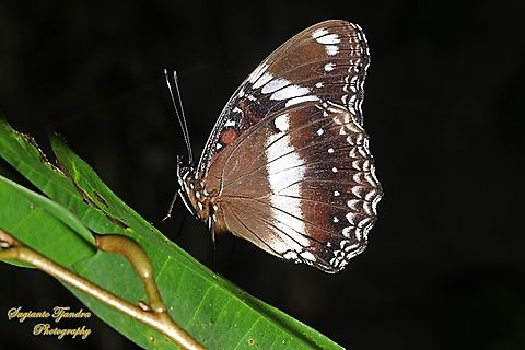 Great eggfly butterfly, Hypolimnas bolina bolina-lowerside  Geotagged,Hypolimnas bolina,Indonesia,Summer,Varied Eggfly
