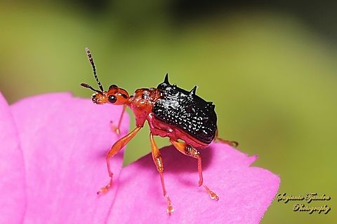 Spiny Giraffe Weevil, Hoplapoderus hystrix  Geotagged,Hoplapoderus hystrix,Indonesia,Summer