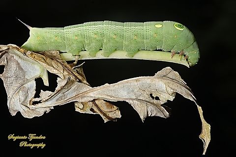 Vine Hawkmoth Caterpillar, Hippotion celerio  Geotagged,Hippotion celerio,Indonesia,Silver-striped hawk-moth,Summer