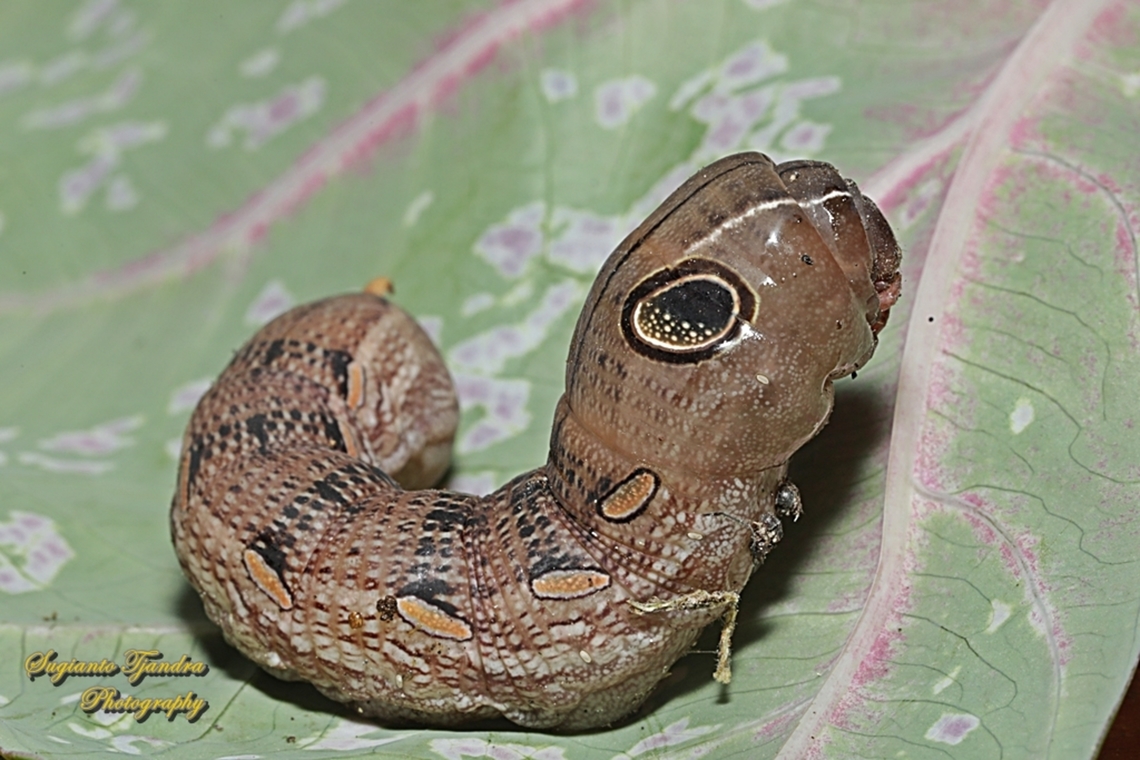 Green Pergesa Hawkmoth caterpillar, Pergesa acteus  Geotagged,Hippotion celerio,Indonesia,Silver-striped hawk-moth,Summer