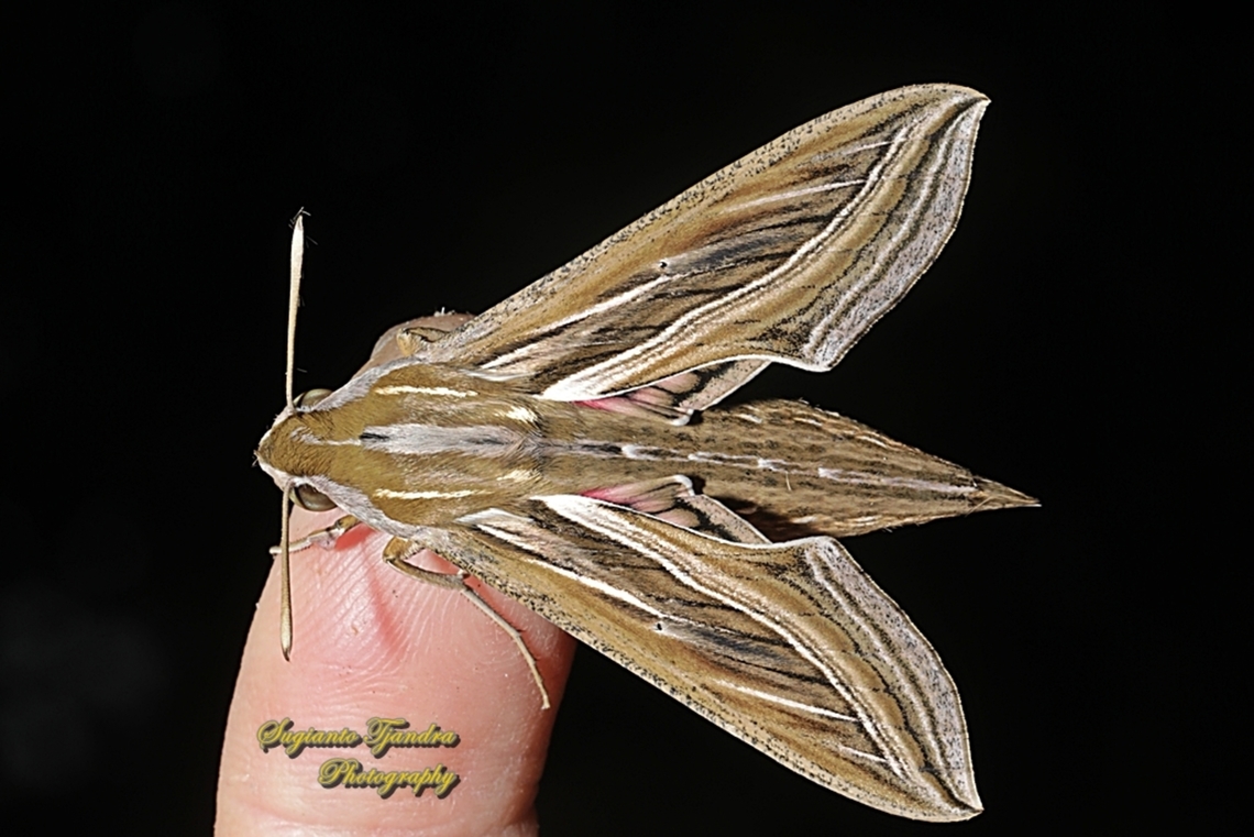 Vine Hawkmoth, Hippotion celerio  Geotagged,Hippotion celerio,Indonesia,Silver-striped hawk-moth,Summer
