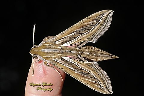 Vine Hawkmoth, Hippotion celerio  Geotagged,Hippotion celerio,Indonesia,Silver-striped hawk-moth,Summer