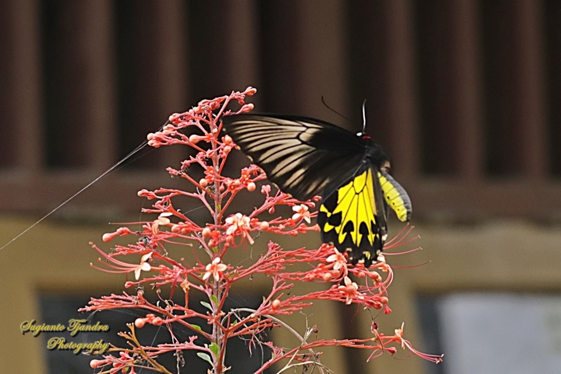 The Common Birdwing Butterfly, Troides helena  Common Birdwing,Geotagged,Indonesia,Summer,Troides helena
