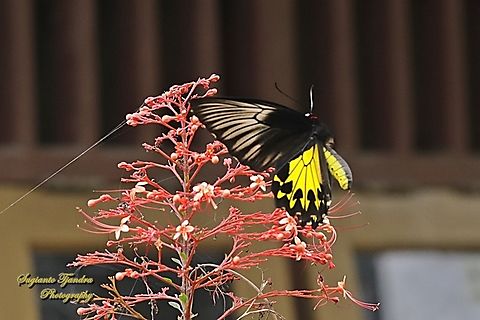 The Common Birdwing Butterfly, Troides helena  Common Birdwing,Geotagged,Indonesia,Summer,Troides helena