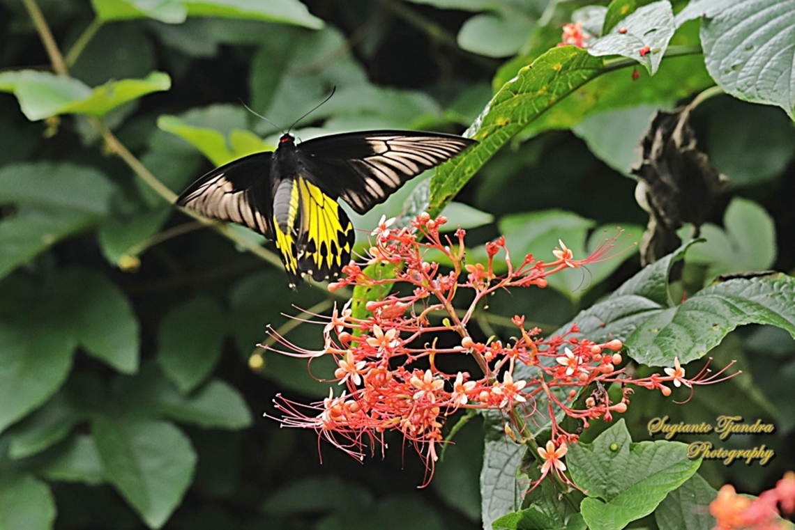 The Common Birdwing Butterfly, Troides helena  Common Birdwing,Geotagged,Indonesia,Summer,Troides helena