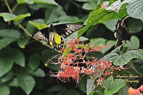 The Common Birdwing Butterfly, Troides helena  Common Birdwing,Geotagged,Indonesia,Summer,Troides helena