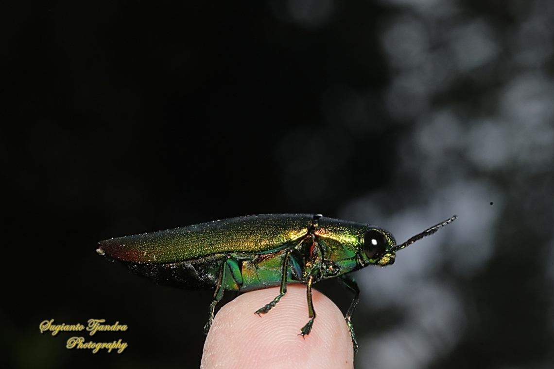 Jewel Beetle, Chrysochroa fulminans  Chrysochroa fulminans,Geotagged,Indonesia,Summer