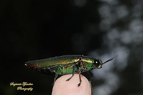 Jewel Beetle, Chrysochroa fulminans  Chrysochroa fulminans,Geotagged,Indonesia,Summer
