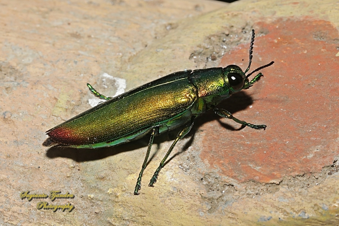 Jewel Beetle, Chrysochroa fulminans  Chrysochroa fulminans,Geotagged,Indonesia,Summer