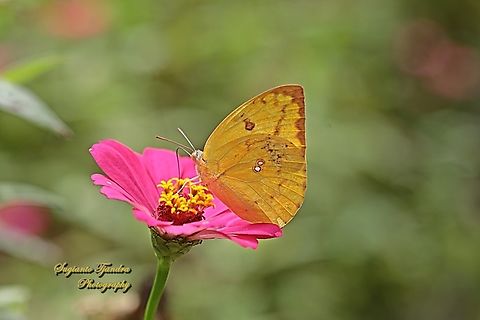 Lemon Emigrant butterfly, Catopsilia pomona pomona-female, form pomona  Catopsilia pomona,Geotagged,Indonesia,Lemon Migrant,Summer