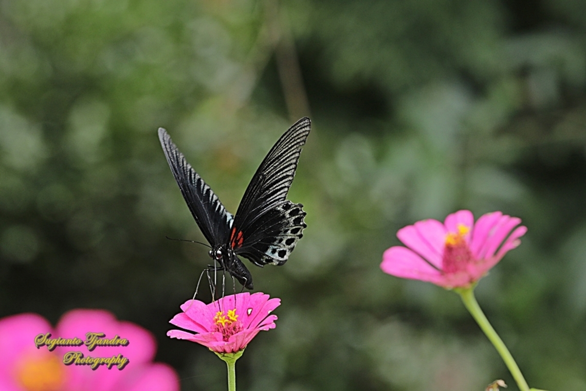 Great Mormon Butterfly, Papilio memnon memnon - male  Geotagged,Great Mormon,Indonesia,Papilio memnon,Summer