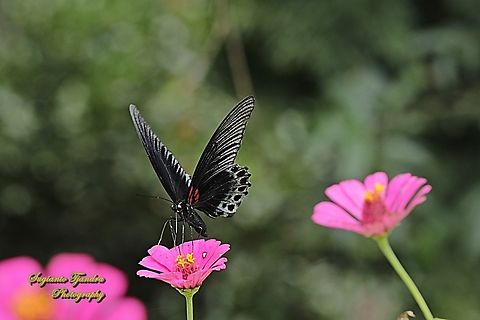 Great Mormon Butterfly, Papilio memnon memnon - male  Geotagged,Great Mormon,Indonesia,Papilio memnon,Summer