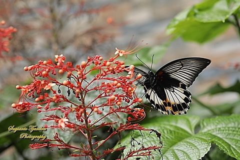 Great Mormon Butterfly, Papilio memnon memnon f. hiera - female  Geotagged,Great Mormon,Indonesia,Papilio memnon,Summer