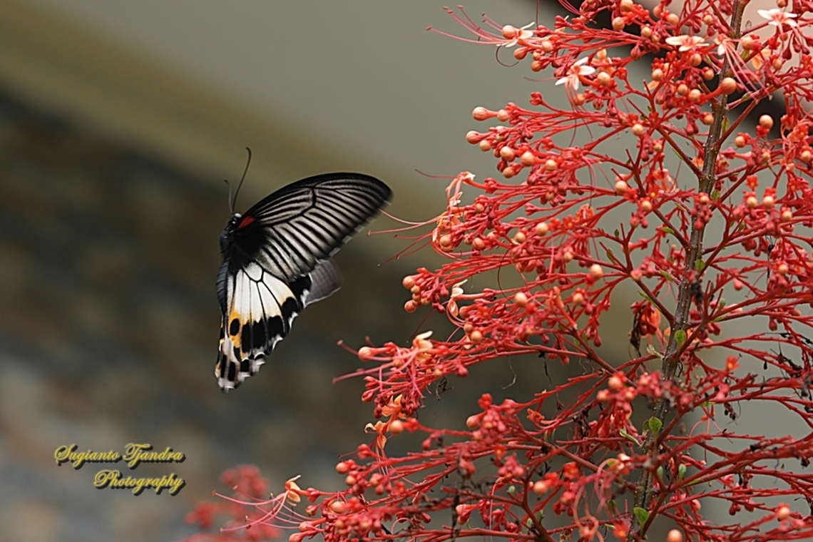 Great Mormon Butterfly, Papilio memnon memnon f. hiera - female  Geotagged,Great Mormon,Indonesia,Papilio memnon,Summer