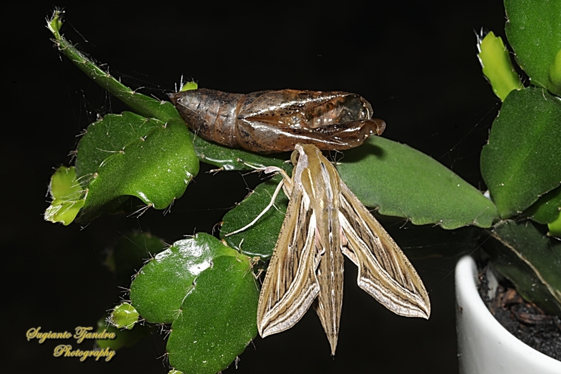 Vine Hawkmoth, Hippotion celerio  Geotagged,Hippotion celerio,Indonesia,Silver-striped hawk-moth,Summer