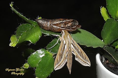 Vine Hawkmoth, Hippotion celerio  Geotagged,Hippotion celerio,Indonesia,Silver-striped hawk-moth,Summer