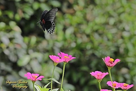 Great Mormon Butterfly, Papilio memnon memnon - male  Geotagged,Indonesia,Summer