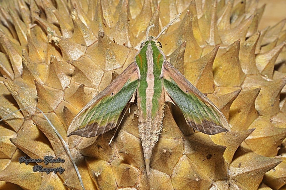 Green Pergesa Hawkmoth, Pergesa acteus  Geotagged,Green pergesa hawkmoth,Indonesia,Pergesa acteus,Summer