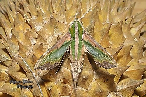 Green Pergesa Hawkmoth, Pergesa acteus  Geotagged,Green pergesa hawkmoth,Indonesia,Pergesa acteus,Summer