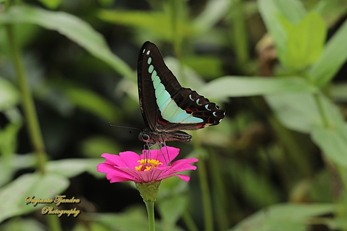 Common Bluebottle butterfly, Graphium sarpedon ssp luctatius  Common Bluebottle,Geotagged,Graphium sarpedon,Indonesia,Summer