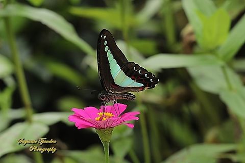 Common Bluebottle butterfly, Graphium sarpedon ssp luctatius  Common Bluebottle,Geotagged,Graphium sarpedon,Indonesia,Summer