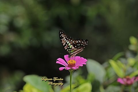 Tailed Jay Butterfly, Graphium agamemnon  Geotagged,Graphium agamemnon,Indonesia,Summer,Tailed Jay
