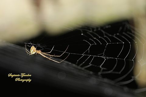 Big-Jawed / Striated tylorida spider, Tylorida striata, family Tetragnathidae  Geotagged,Indonesia,Summer,Tylorida striata