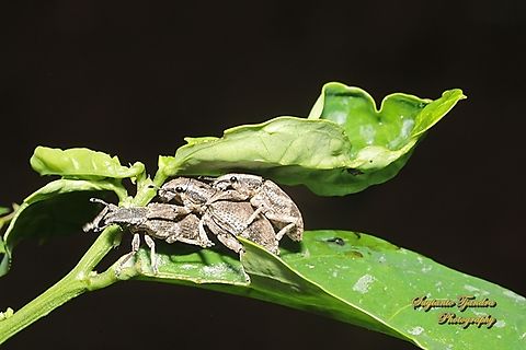 Broad-nosed weevil, tribe Tanymecini, Subfamily Entiminae  Geotagged,Indonesia,Summer